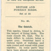 The ostrich.