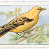 Golden oriole.