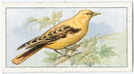 Golden oriole.
