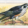 Black-legged falconet.