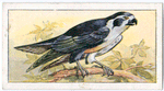 Black-legged falconet.