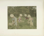 Herb Picking