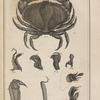 Le crabe appelé tourteau, ...