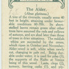 The alder.