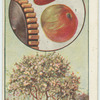 The apple.