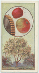 The apple.