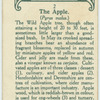 The apple.