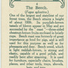 The beech.