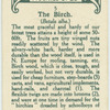 The birch.