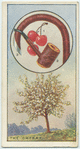 The cherry.