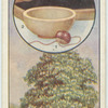 The horse chestnut.