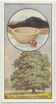 The horse chestnut.