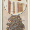 The sweet chestnut.