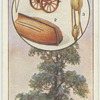 The elm.