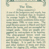 The elm.