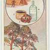 The scotch fir.