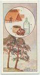 The scotch fir.