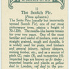The scotch fir.