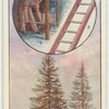 The spruce fir.