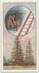 The spruce fir.