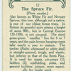 The spruce fir.