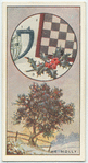 The holly.