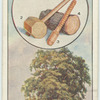 The hornbeam.