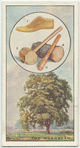 The hornbeam.