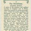 The hornbeam.