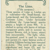 The lime.
