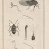 La punaise rouge du chou de Geoffroy. (Cimex ornatus, Lin.)