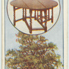 The oak.