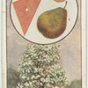 The pear.