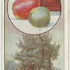 The plum.