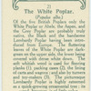 The white poplar.