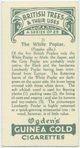 The white poplar.