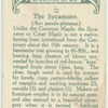 The sycamore.