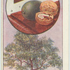 The walnut.