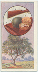 The walnut.