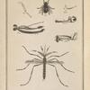 Le cousin commun mâle, grossi. (Culex pipiens, Lin.)