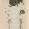 La puce ordinaire (pulex irritans, Lin.)