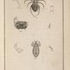 Le pou ordinaire, grossi, (pediculus humanus, Lin.)
