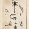 Le scorpion de Souvignargues de Maupertuis