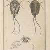 Le binocle à queue en filet, de Geoffroy, (monoculus apus, Lin.) grossi