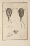 Le binocle à queue en filet, de Geoffroy, (monoculus apus, Lin.) grossi