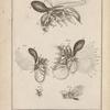 Septième patte branchiale, et ayant des espèces de pince