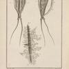 L'abdomen de l'apus cancriforme ...
