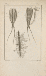 L'abdomen de l'apus cancriforme ...