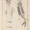 Le branchiopode stagnal, mâle, de grandeur naturelle, ...