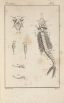 Le branchiopode stagnal, mâle, de grandeur naturelle, ...
